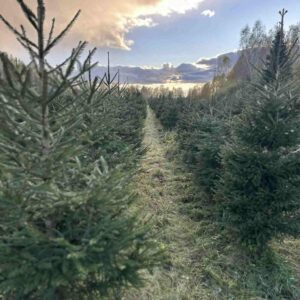 Eestis kasvanud jõulukuusk